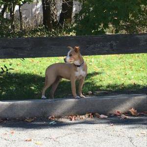 Found Dog unknown