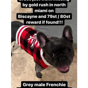 Lost Dog Bruce