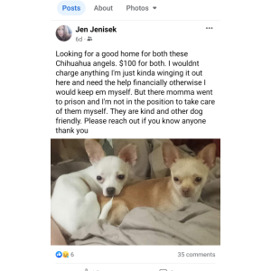 Lost Dog Pearl