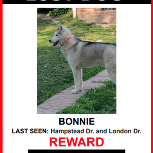 Lost Dog Bonnie