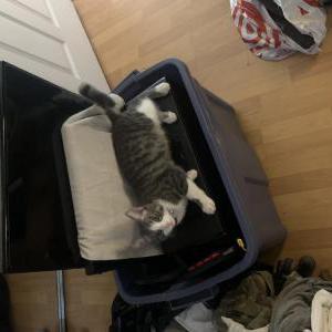 Image of Harlow, Lost Cat
