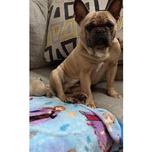 Image of Earl, Lost Dog