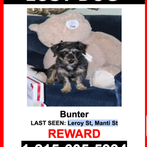 Lost Dog Bunter