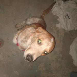 Lost Dog Ginger