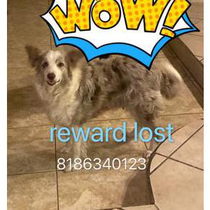 Lost Dog Chloe