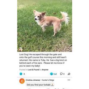 Lost Dog Toby