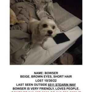 Lost Dog Bowser