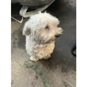 Found Dog Unknown