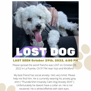 Lost Dog Panchito