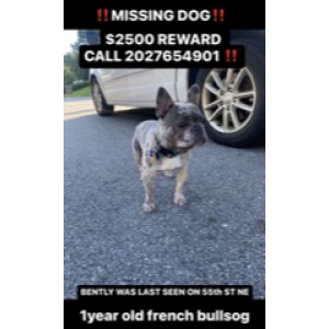 Lost Dog Bentley