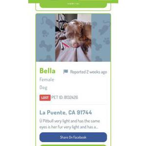 Lost Dog Bella