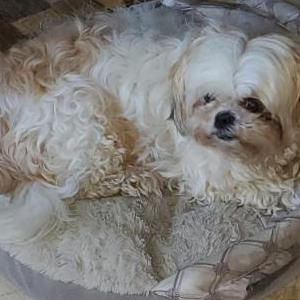 Lost Dog Laney