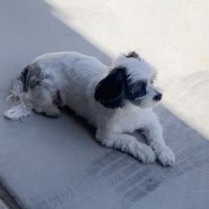 Lost Dog Bailey