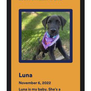 Lost Dog Luna