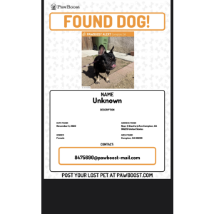 Found Dog Unknown