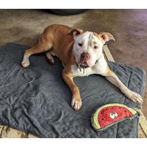 Found Dog Unkown