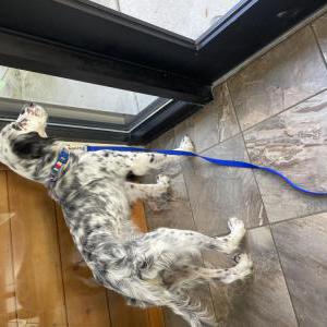 Image of Roxie, Found Dog