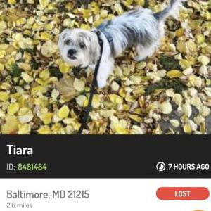 Lost Dog Tiara