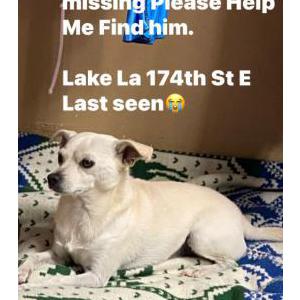 Lost Dog Little man
