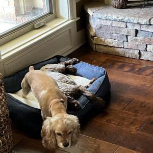 Image of Bella, Lost Dog
