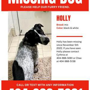 Lost Dog Holly