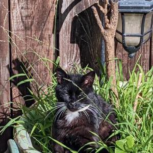 Image of Kee kee, Lost Cat