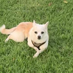 Lost Dog Buttercup