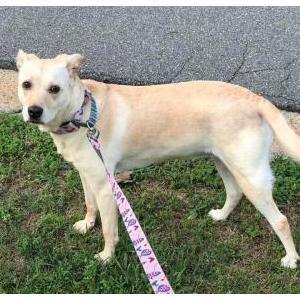 Image of BabyGirl, Lost Dog