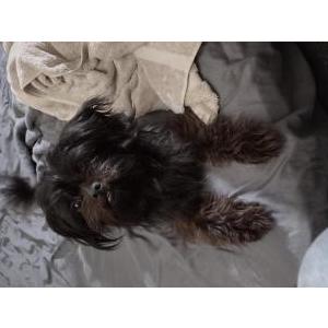 Lost Dog Bear