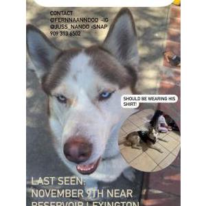 Lost Dog Hercules