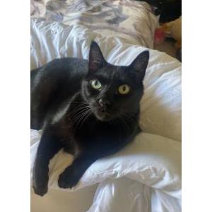 Image of Edjet, Lost Cat