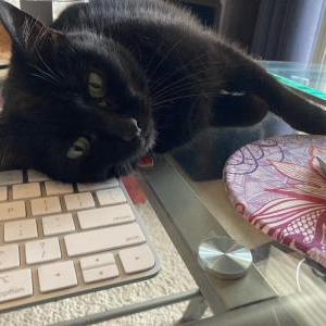 Image of Bode, Lost Cat