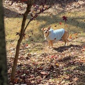 Found Dog Unknown