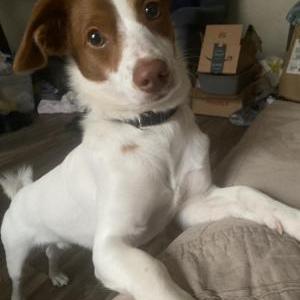 Lost Dog Milo