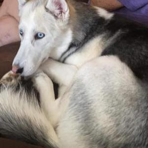 Image of Lumi, Lost Dog