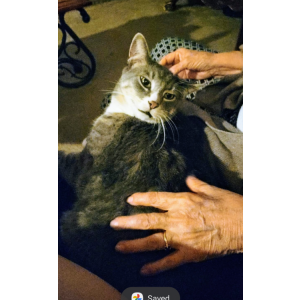 Image of Otto, Lost Cat