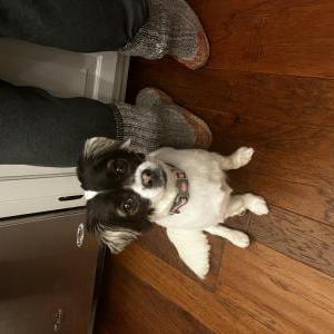 Image of Rosy, Lost Dog