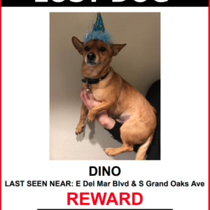 Lost Dog Dino