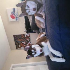 Image of Kilala, Lost Dog