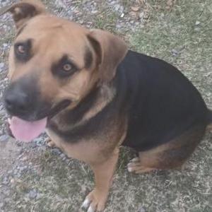 Image of Skeeter, Lost Dog