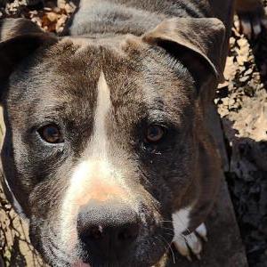 Image of Moose, Lost Dog