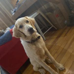 Image of Bruno, Lost Dog