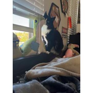 Image of kitty, Lost Cat