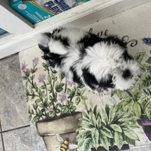 Lost Dog Panda