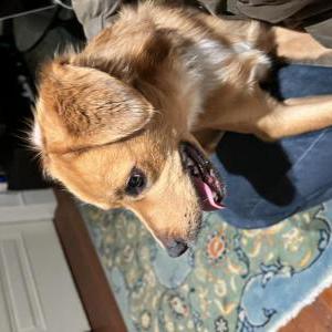 Found Dog Unknown