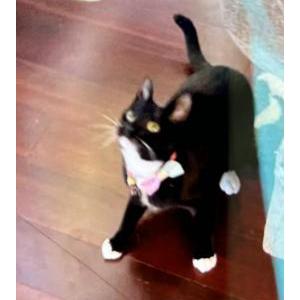 Image of Luna, Lost Cat