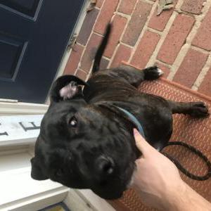 Found Dog Unknown