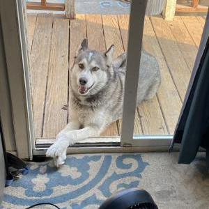 Lost Dog Balto