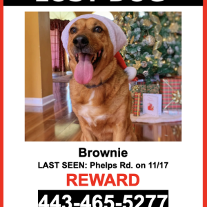 Lost Dog Brownie