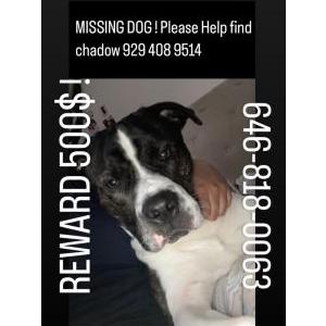 Lost Dog Chadow